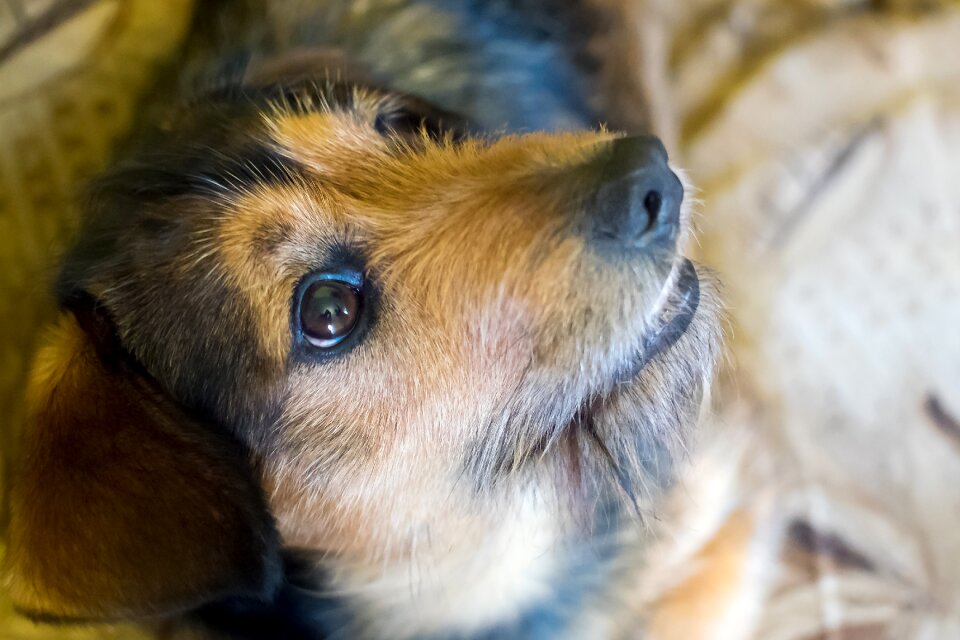 Dog house portrait pets photo