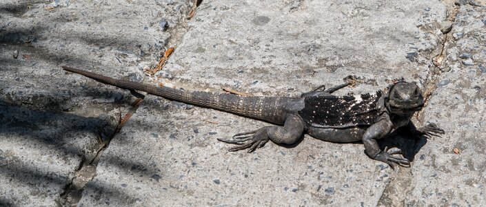 Nature lizard animal photo