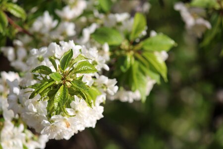 Plant season branch