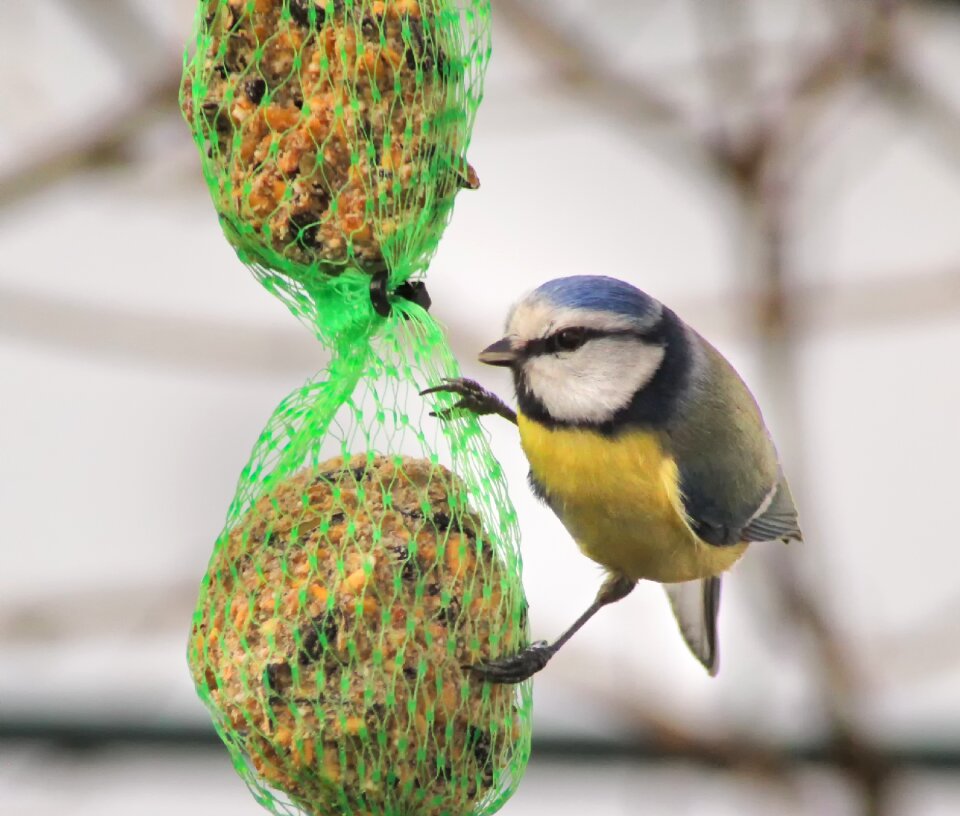 Bird seed bird nature