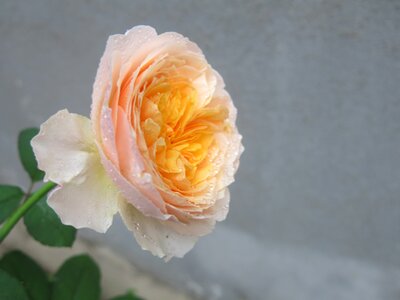 Nature flora romantic