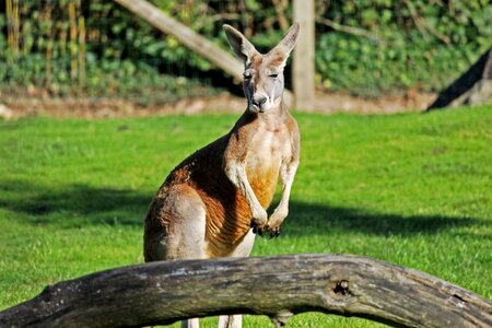 Nature animal fauna