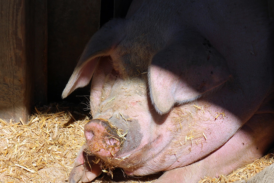 Pig's head head mammal