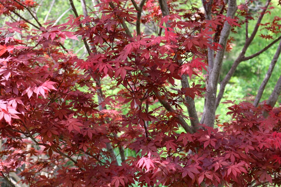 Tree flora outdoors
