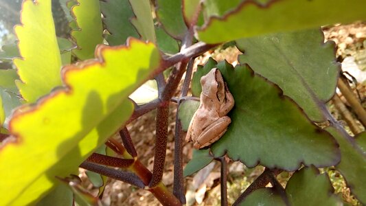 Bullfrog Free photos