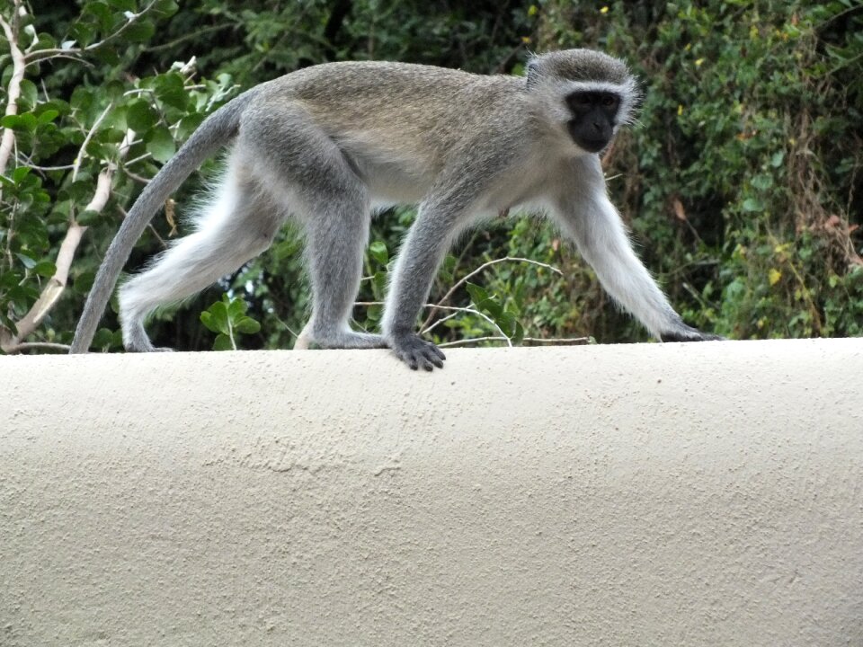 Mammal nature vervet