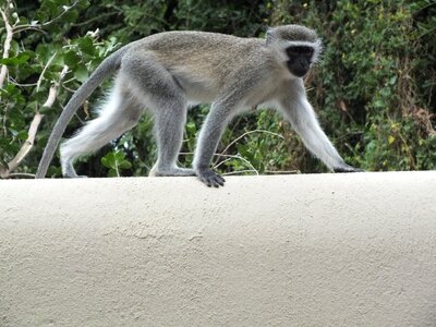 Mammal nature vervet