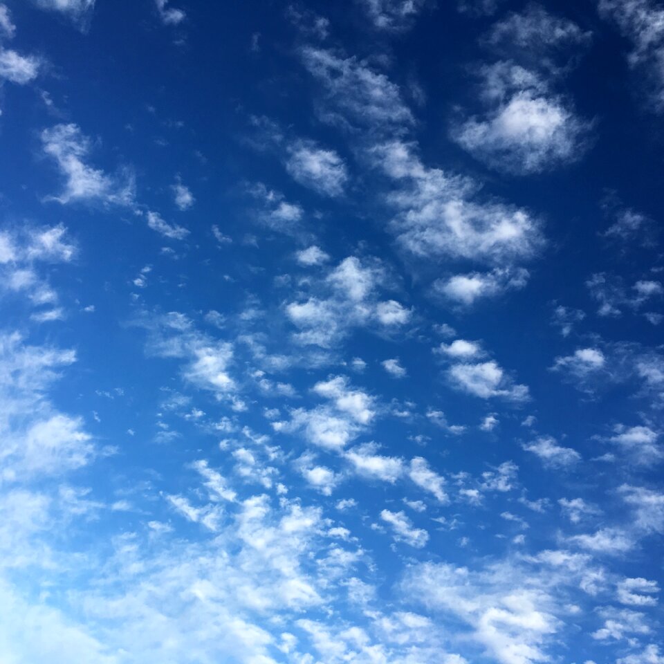 Downy summer heaven