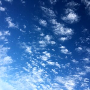 Downy summer heaven