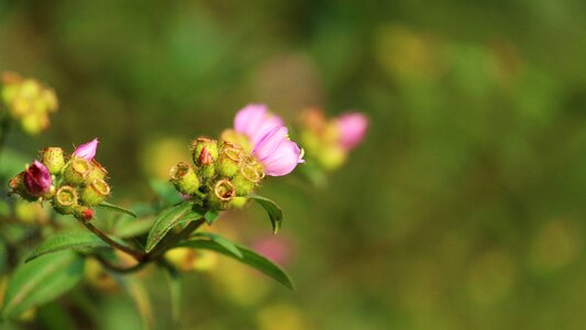 Flora leaf outdoors