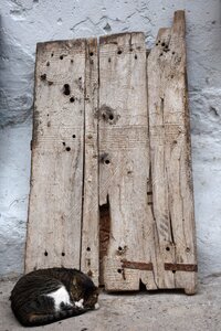 Old wooden door cat Free photos