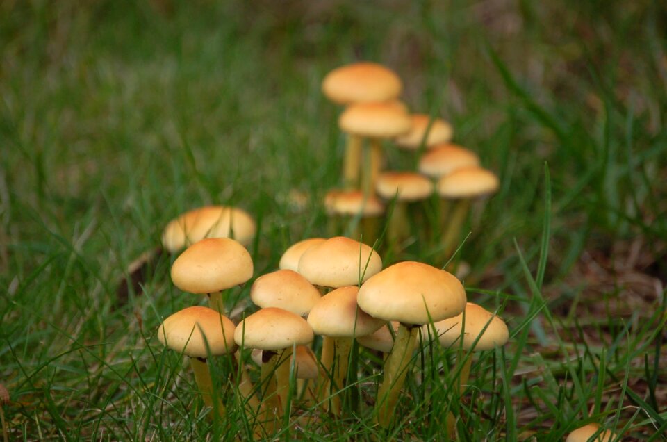 Mushroom rac autumn