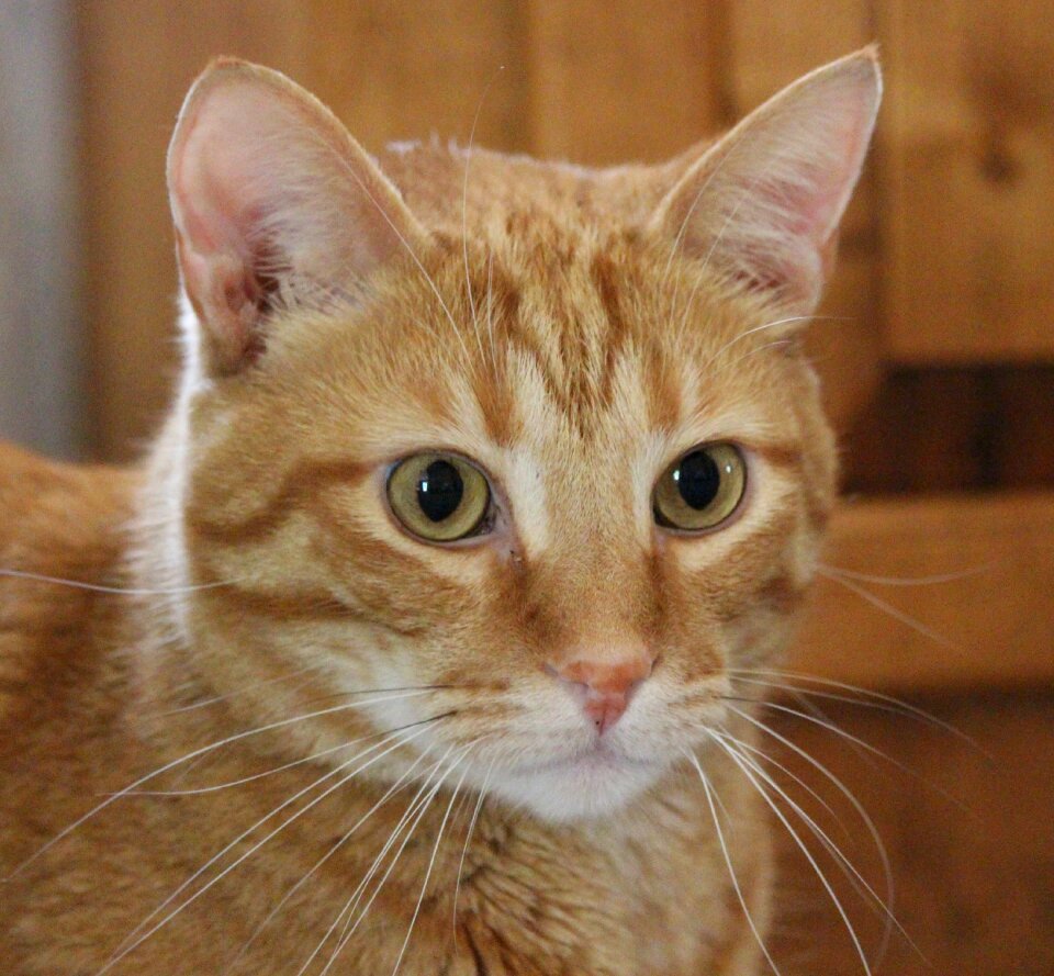 Fur portrait photo