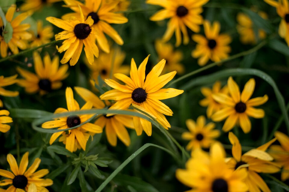 Nature garden floral