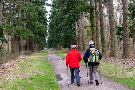 Wood road hiker