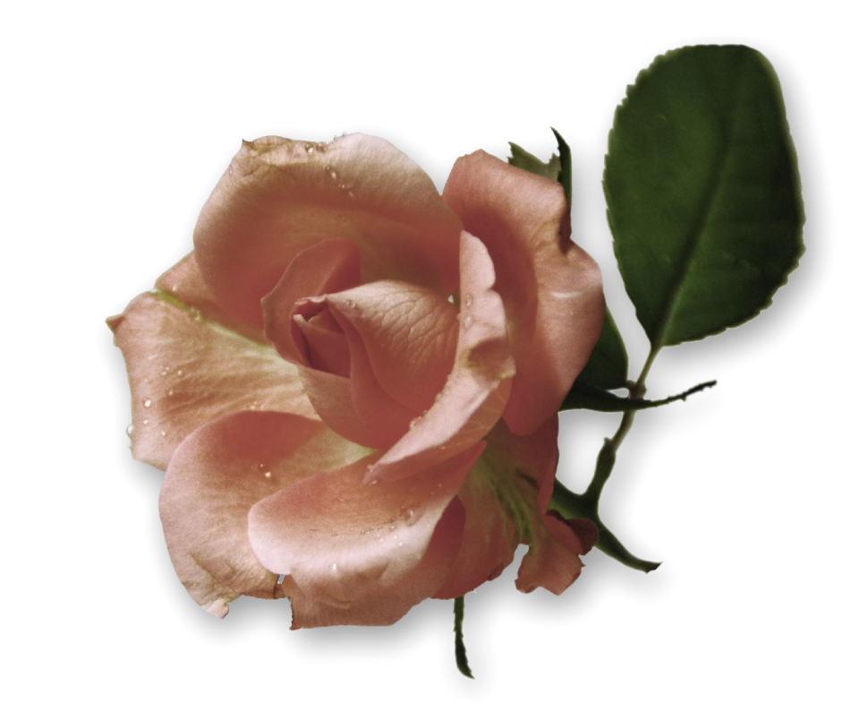 Rose pink transparency