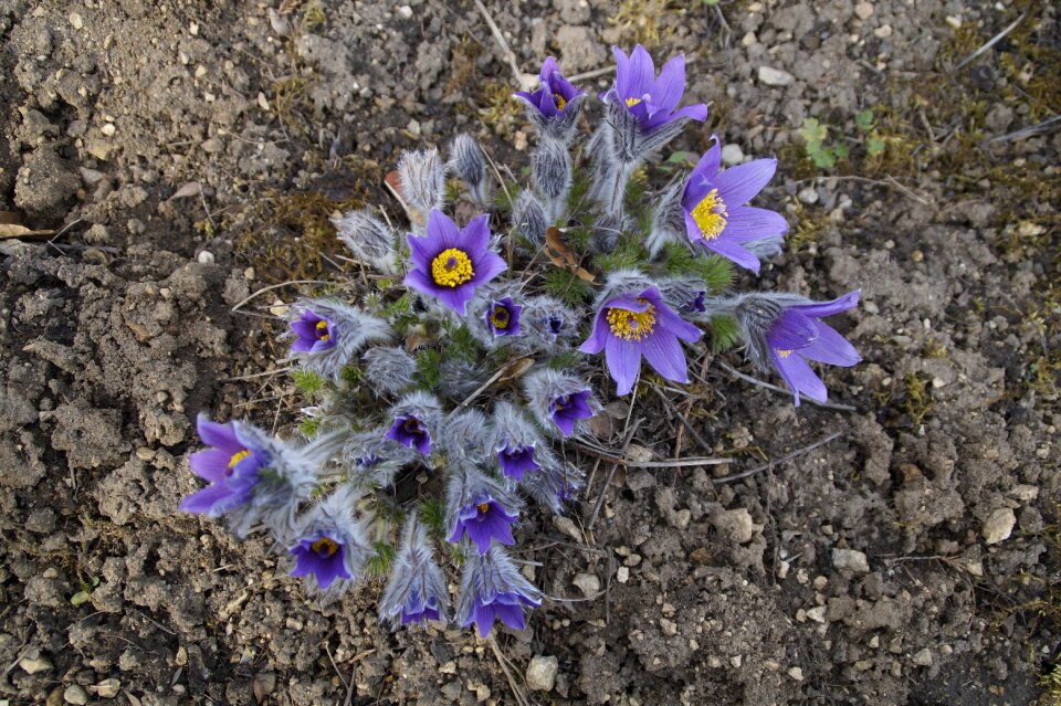 Flowers garden pasque flower
