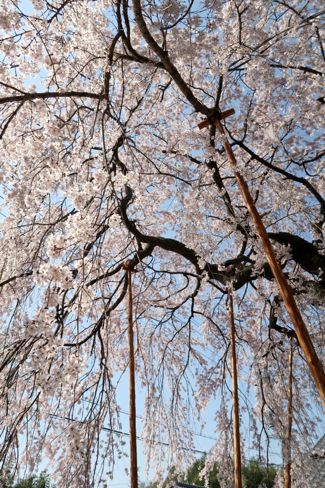 Natural cherry blossoms outdoors