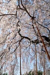 Natural cherry blossoms outdoors photo