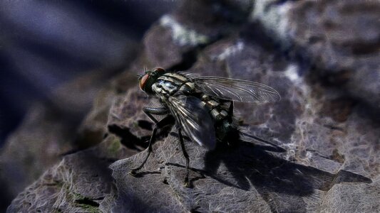 Nature insect animal