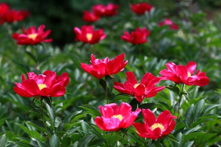 Flowers petal leaf photo