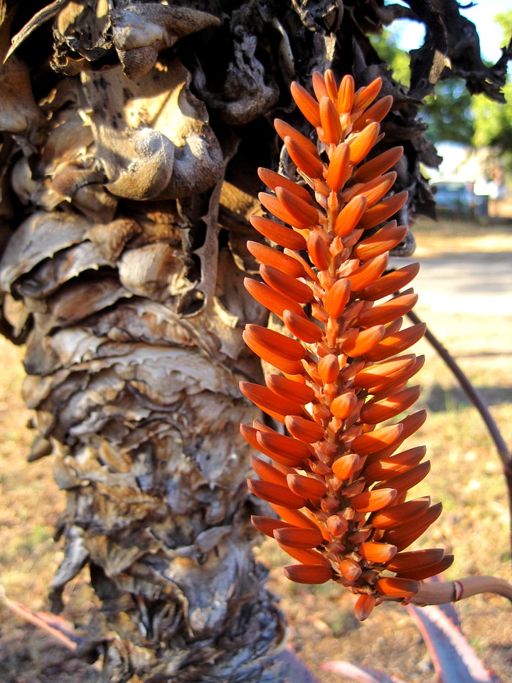 Small petals orange on a stem
