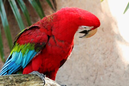 Wing parrot fauna