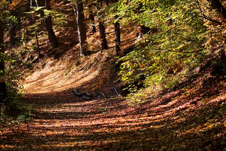 Landscape leaf environment photo