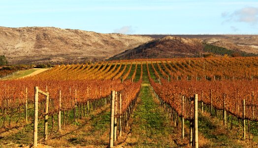 Outdoors landscape vine