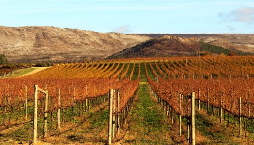 Outdoors landscape vine photo