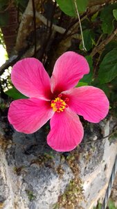 Garden leaf hibiscus