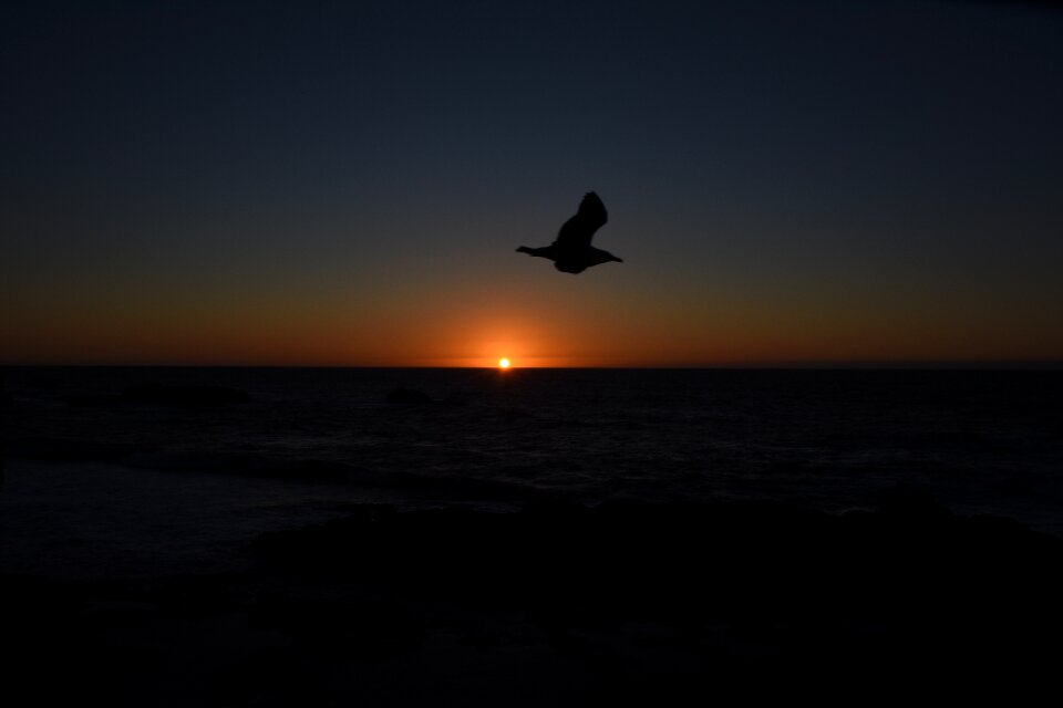 Bird evening dusk