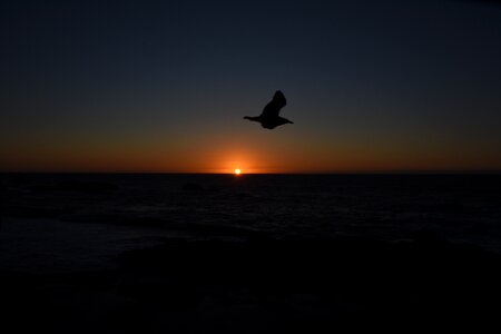 Bird evening dusk photo