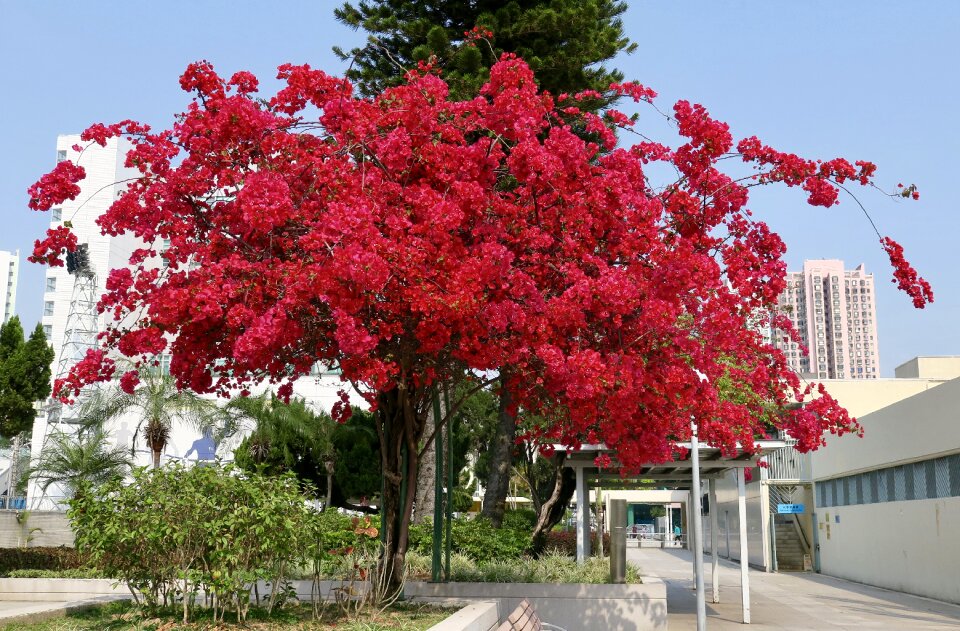 Nature park flower