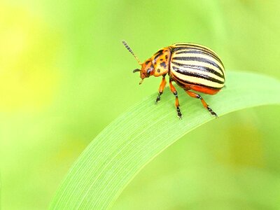 Small animal world beetle