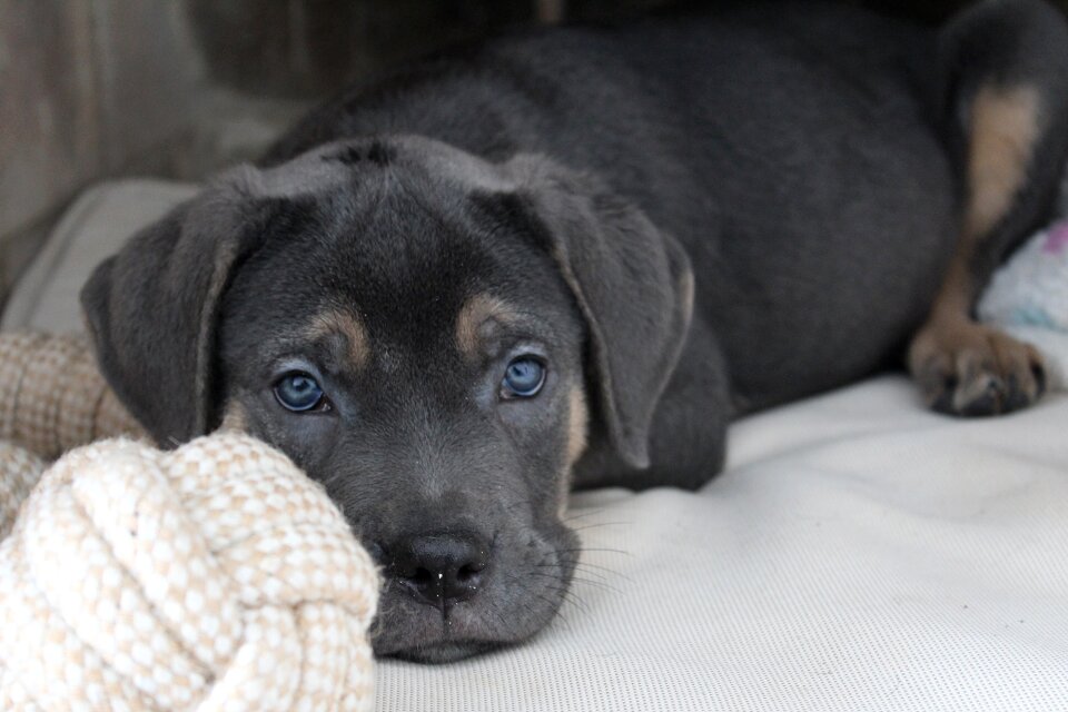 Pet mammal cane corso