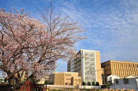 Outdoors sky cherry blossoms