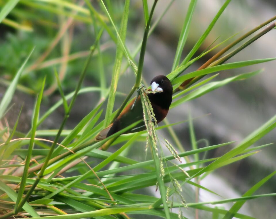 Bird animal grass