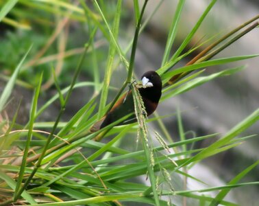 Bird animal grass photo