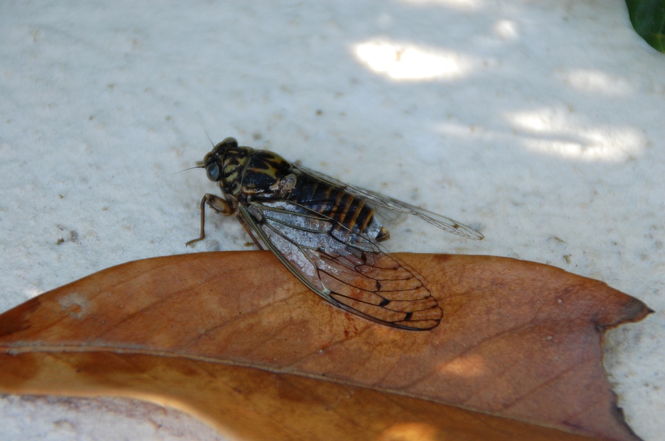 Insects cicada south