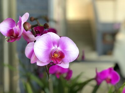 Plant nature orchid photo