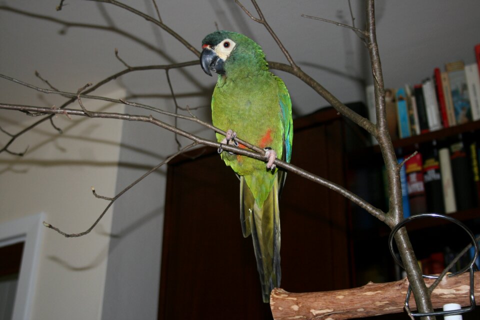 Parrot nature animal