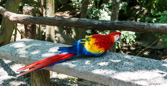 Feather tropical beak