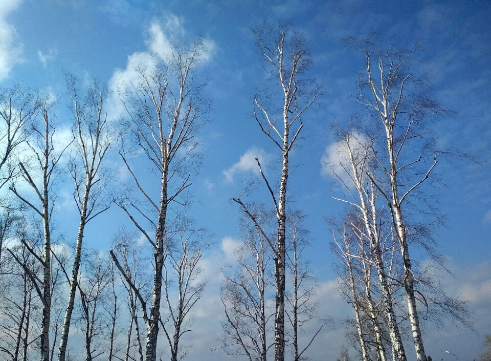 Tree birches trees birch