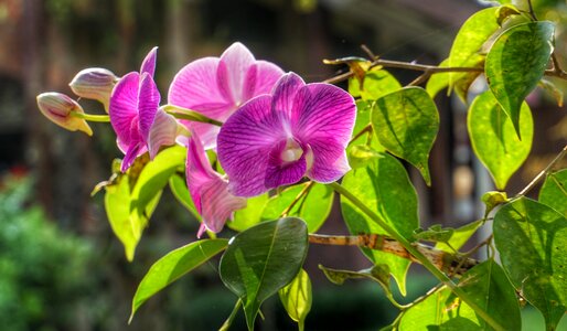 Tropical bud nature