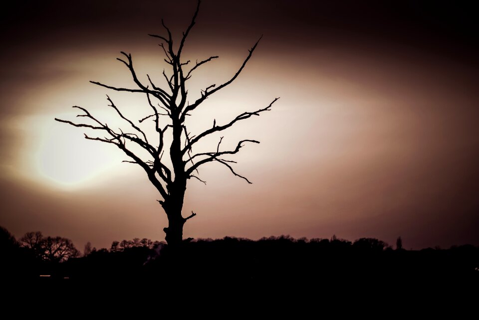 Konary branches the darkness