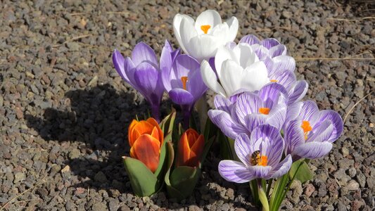 Purple and white crocus spring flowers spring aspect photo