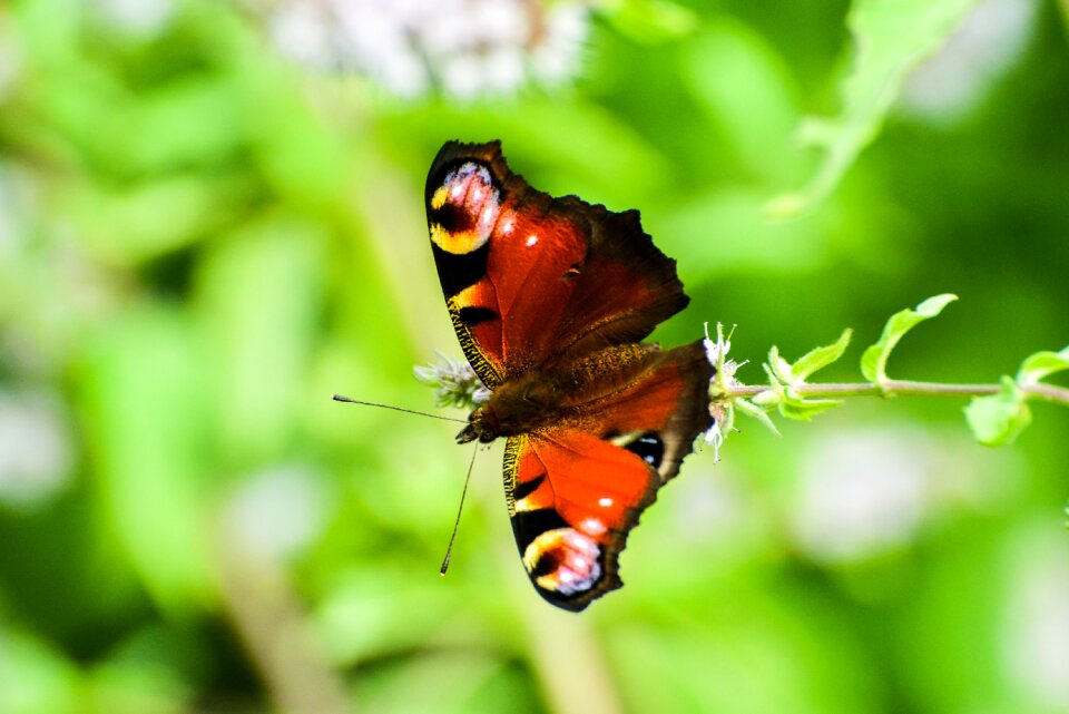 Sheet outdoors butterfly