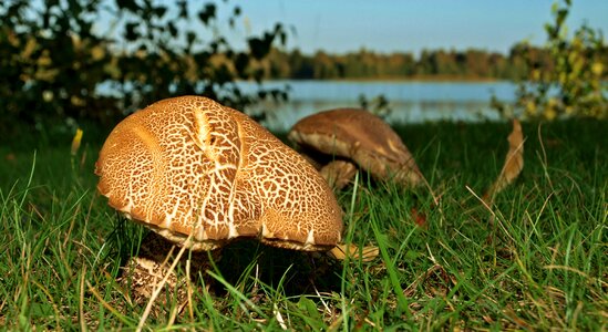 Nature grass mushroom