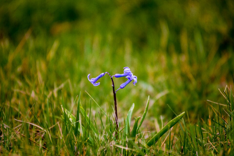 Hayfield summer spring